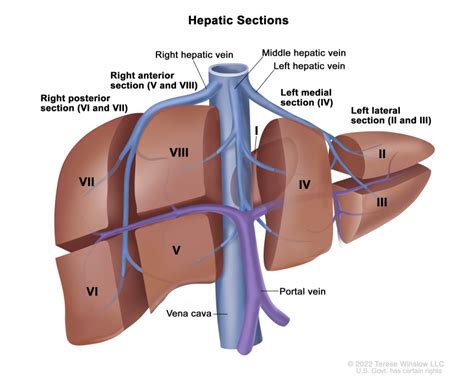 Liver Anatomy Segments