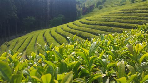 30 Tea Garden Wallpapers Wallpaperboat