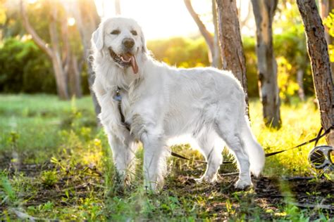 Cuanto Cuesta Cuidar Un Golden Retriever