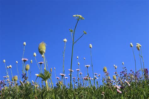 Gray's Lovage - Flowers of Rainier