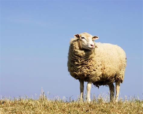 schaaf foto bild tiere wildlife saeugetiere bilder auf fotocommunity