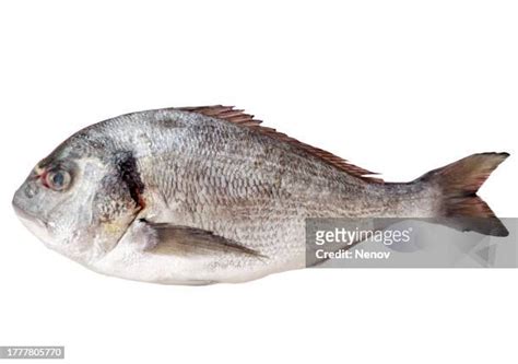 Gilthead Bream Photos And Premium High Res Pictures Getty Images