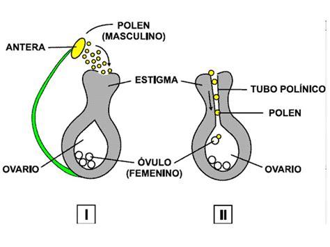 Biologia El Reino Vegetal