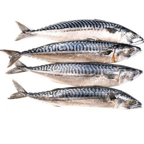 Saba Mackerel Norway | Seafood | Island Pacific Market