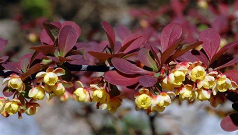 23 Complementary Companion Plants For Japanese Maples Rennie Orchards