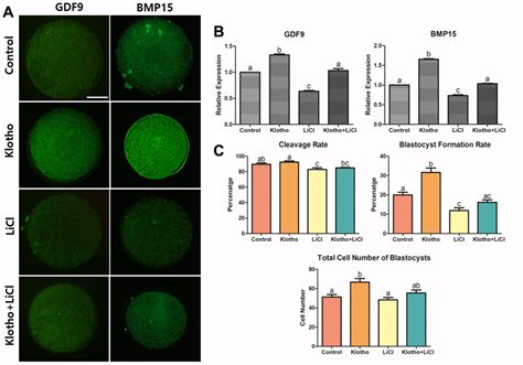 Effect Of Klotho Protein During Porcine Oocyte Maturation Via Wnt