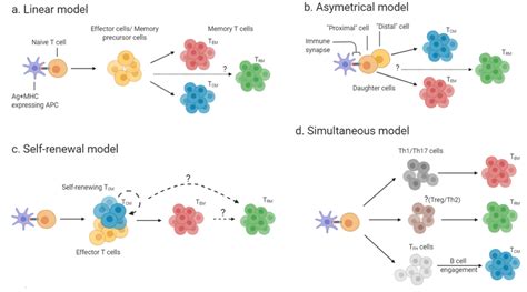 Developmental Models Of Memory T Cells A In The Linear Model