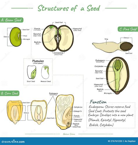 Structures Of Seed And Its Functions Stock Vector Illustration Of