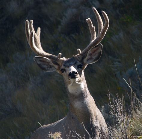 I Think Hes Noticed Me A Wild Mule Deer Buck Odocoileus Flickr