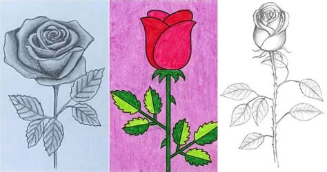 How To Draw A Rose Step By Step For Beginners Easy