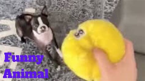 💥funny Animal Viral Weekly😂🙃💥of 2020 Funny Animal Videos💥👌 Youtube