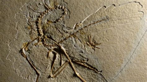 Beautiful Archaeopteryx fossil discovered in Germany