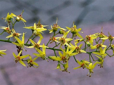 Koelreuteria Paniculata Golden Rain Tree Go Botany