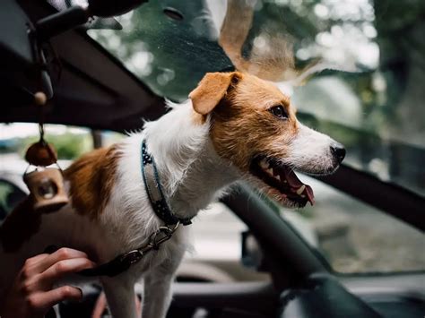 Cómo transportar perros de forma correcta y segura en el coche