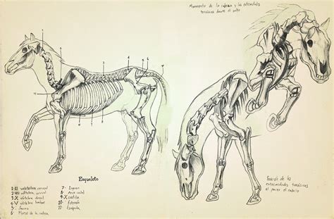 Scientific Illustration On Behance