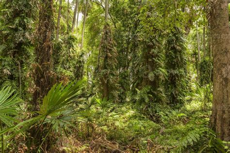 Southeast Asian rainforest with deep forests. 13310625 Stock Photo at Vecteezy