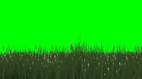 High Grass With White Flowers In The Wind Green Screen Effects Free