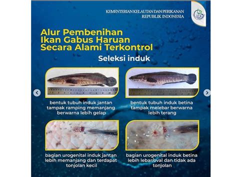 Teknologi Pembenihan Ikan Gabus Haruan