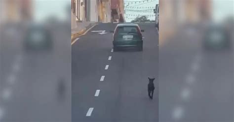 El V Deo Que Indigna A Las Redes Arroja A Su Perro Por La Ventana Y