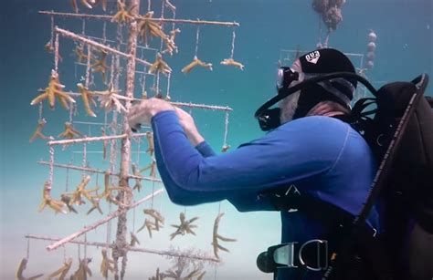 Rebuilding The Worlds Coral Reefs With Coral Farming The Kid Should