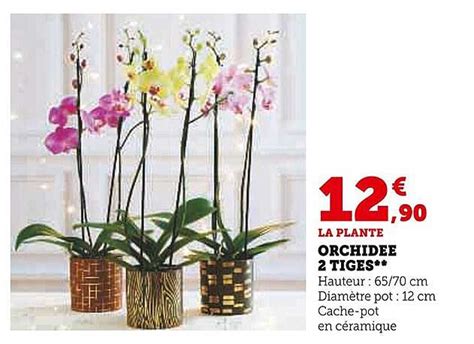 Promo Orchid E Tiges Chez Super U Icatalogue Fr