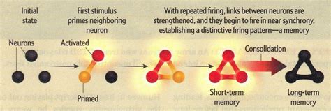 Hebbian theory | Memories, Neurons, Psychology