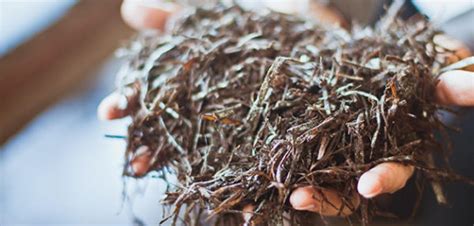Компост для шампиньонов: как приготовить своими руками в домашних условиях
