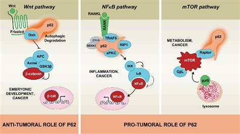 Figure 2 From When Autophagy Meets Cancer Through P62sqstm1