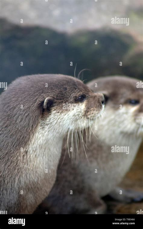 Dibujos Animados De Nutria Fotografías E Imágenes De Alta Resolución