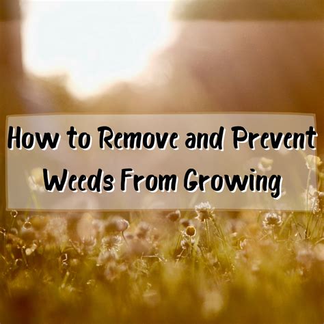 How To Remove And Prevent Weeds From Growing In Your Yard Dengarden