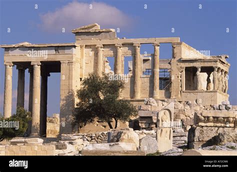 Athena S Athene S Olive Tree Growing On The Acropolis Athens Greece