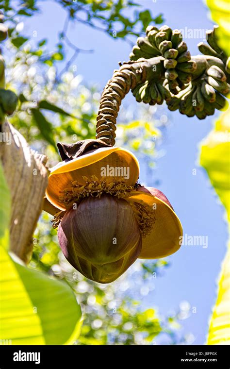 Musa Basjoo Banana Tree Hi Res Stock Photography And Images Alamy