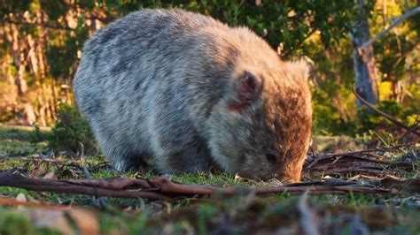 What Habitats Do Mammals Live In? From Forests to Deserts