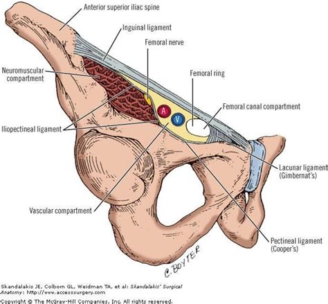 Pin by estudiomir on digestivo | Medical anatomy, Anatomy and ...