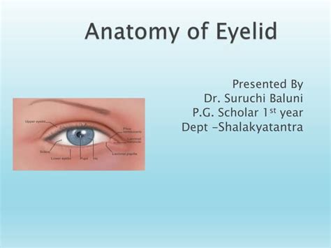 Eyelid Anatomypptx