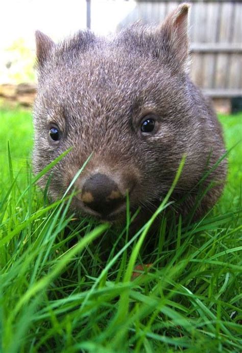 Wombat Australian Fauna, Australian Animals, Common Wombat, Koala Bear ...