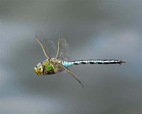 Whisby Lincolnshire Wildlife Trust