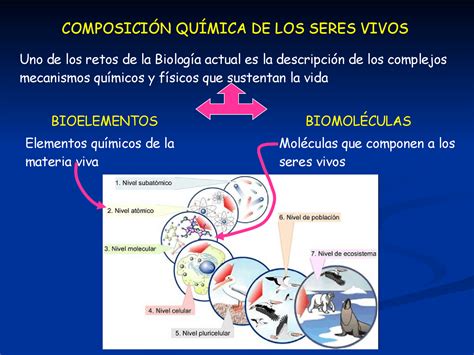 Arriba 87 Imagen Bioelementos Y Biomoleculas Mapa Mental Abzlocal Mx