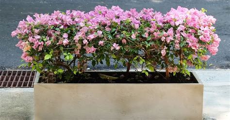 How To Grow Bougainvillea From Seeds In 4 Steps Herbvity