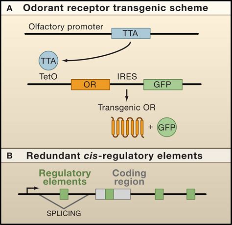 Cis Regulatory Elements Within The Odorant Receptor Coding Region Cell