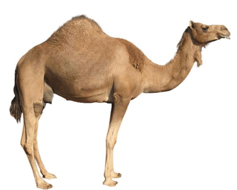 Small Camel Transparent Png Png Play