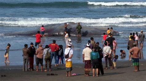 3 Whales Wash Ashore Dead On Bali Beaches Bali Discovery