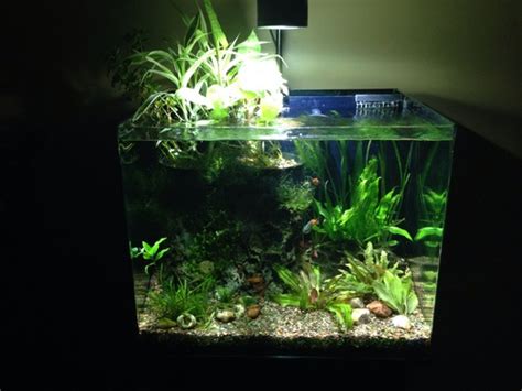 How To Add Live Plants To Your Aquarium Step By Step Atelier Yuwa