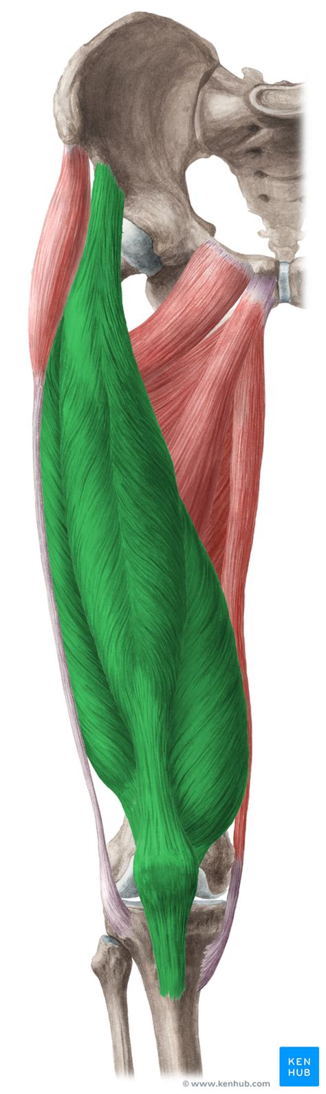 This article describes the anatomy and function of the quadriceps ...