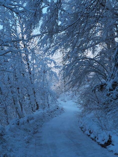 Premium Photo Snow Covered Road Amidst Trees In Forest