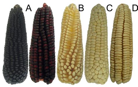 Aprender Acerca 32 Imagen Diferencia Entre Maiz Y Elote Abzlocal Mx