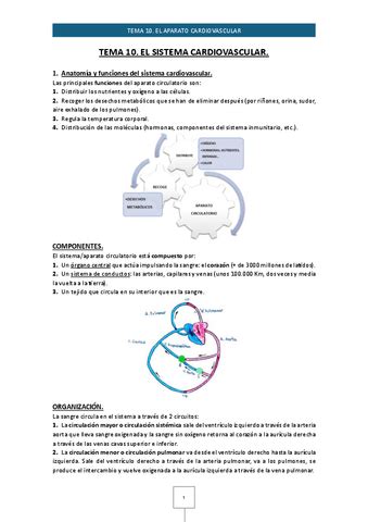 Tema El Sistema Cardiovascular Pdf