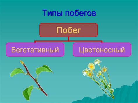 Строение побега. Что такое побег? - презентация онлайн
