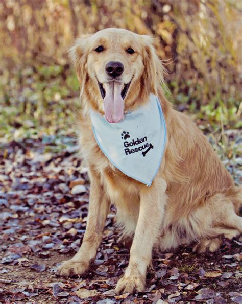 Golden Rescue - About the Majestic Golden Retriever