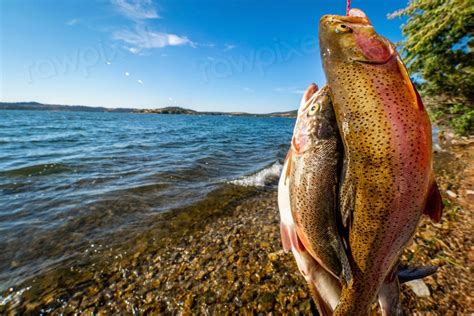 Get Excited Rainbow Trout Release Coming To Ohio